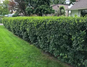 Cotoneaster:  'Hedge' (BL)