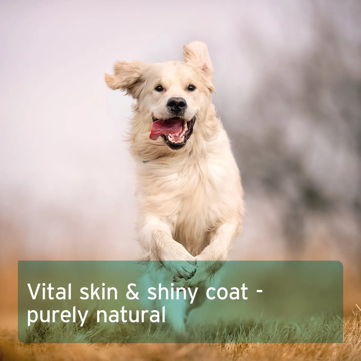 Fur Harmony Vital Powder 250g - Natural Skin & Coat Supplement