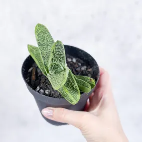 Gasteria 'Little Warty' - Little Warty Ox Tongue - 4 Inch