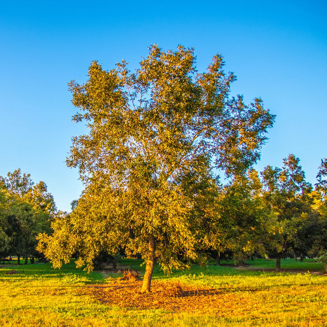 Zinner Pecan Tree | Type 2 Pollinator